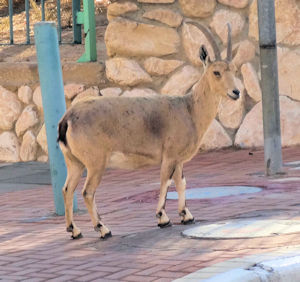 Mitzpe Ramon